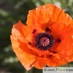 Papaver orientale Riesenmohn Oriental Poppy. 4.jpg