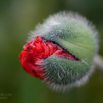 Papaver orientale Riesenmohn Oriental Poppy. 5.jpg