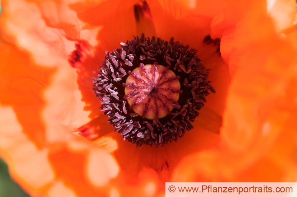 Papaver orientale Riesenmohn Oriental Poppy.jpg