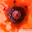 Papaver orientale Riesenmohn Oriental Poppy.jpg