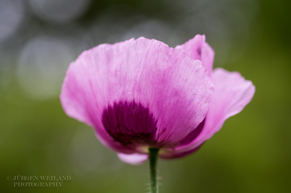 Papaver sominferum Schlafmohn Opium poppy 2.jpg