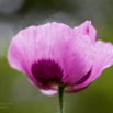 Papaver sominferum Schlafmohn Opium poppy 2.jpg