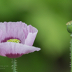Papaver sominferum Schlafmohn Opium poppy 3.jpg