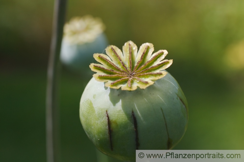 Papaver sominferum Schlafmohn Opium poppy 4.jpg