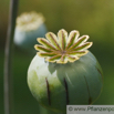 Papaver sominferum Schlafmohn Opium poppy 4.jpg