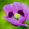 Papaver sominferum Schlafmohn Opium poppy.jpg