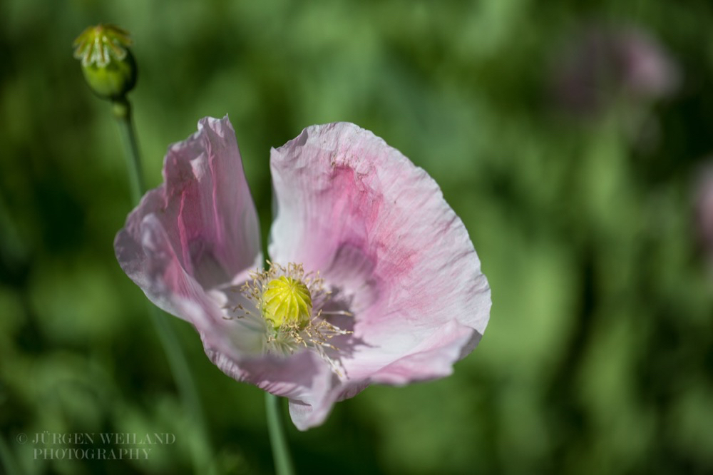 Papaver somniferum cv. Mieszko.jpg