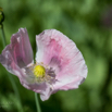 Papaver somniferum cv. Mieszko.jpg