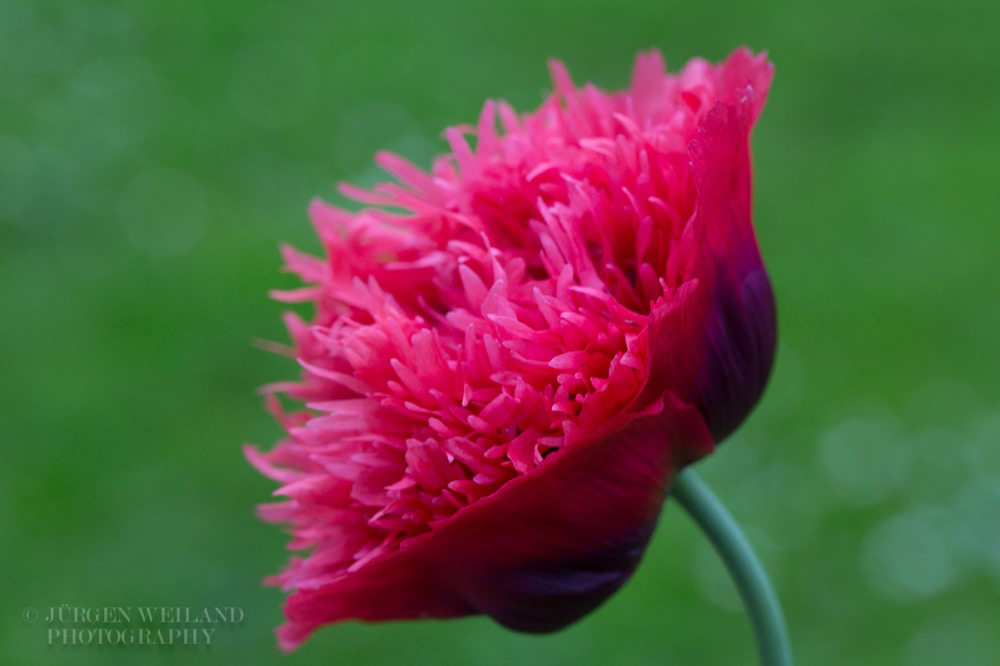 Papaver somniferum Paeonienmohn Paeony Flowered Opium Poppy.jpg