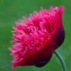 Papaver somniferum Paeonienmohn Paeony Flowered Opium Poppy.jpg