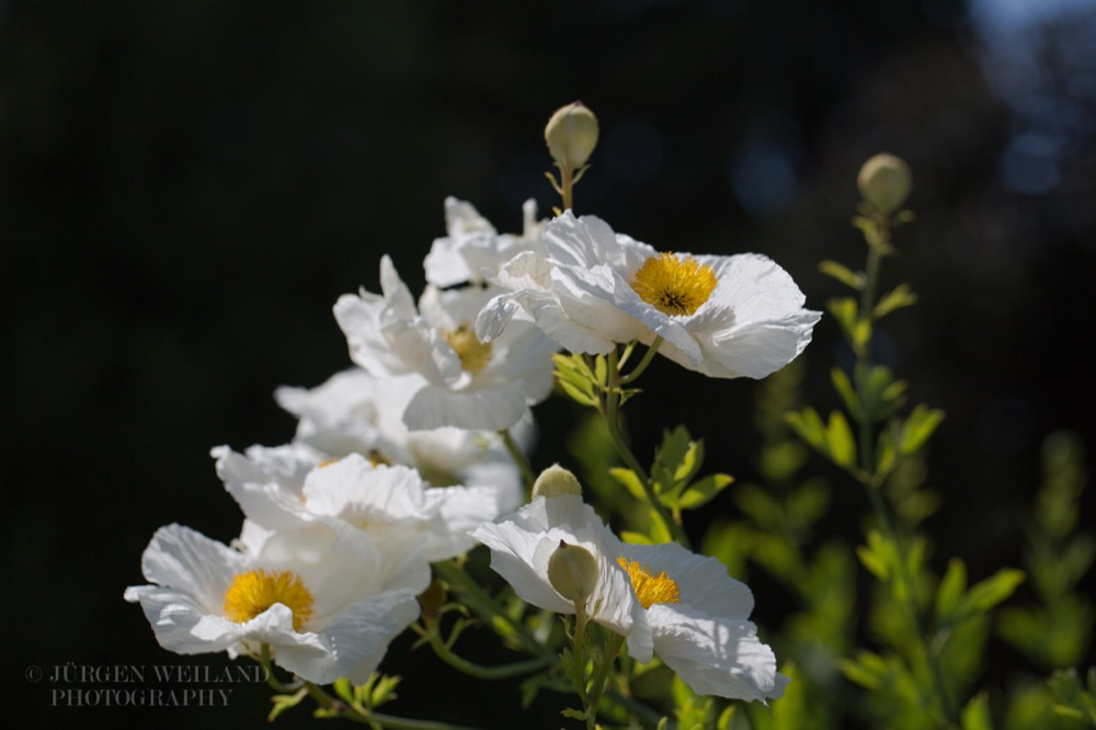 Romneya coulteri Kalifornischer Strauchmohn Californian tree poppy 2.jpg