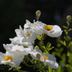 Romneya coulteri Kalifornischer Strauchmohn Californian tree poppy 2.jpg