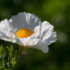 Romneya coulteri Kalifornischer Strauchmohn Californian tree poppy.jpg