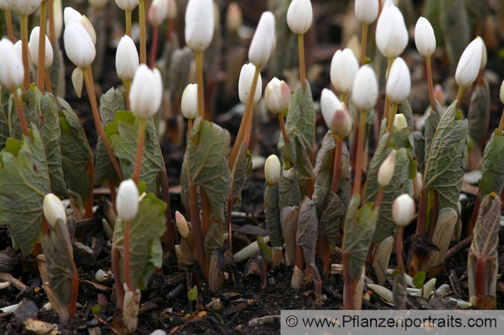 Sanguinaria canadensis Blutwurzel Bloodroot.jpg