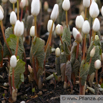 Sanguinaria canadensis Blutwurzel Bloodroot.jpg