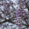 Paulownia fargesii Blauglockenbaum.jpg