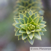 Araucaria araucana Andentanne_Araukarie Monkey Puzzle 2.jpg