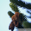 Araucaria araucana Andentanne_Araukarie Monkey Puzzle 3.jpg