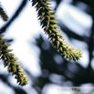 Araucaria araucana Andentanne_Araukarie Monkey Puzzle 4.jpg