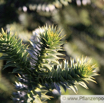 Araucaria araucana Andentanne_Araukarie Monkey Puzzle.jpg