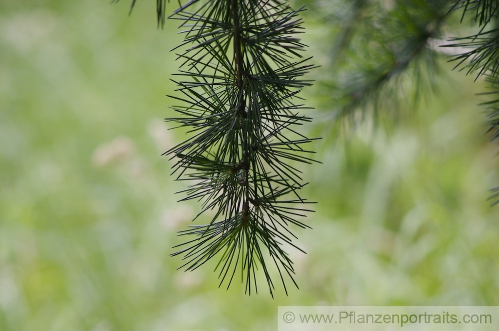 Cedrus deodara Himalaja Zeder Indian Cedar 2.jpg