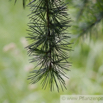 Cedrus deodara Himalaja Zeder Indian Cedar 2.jpg