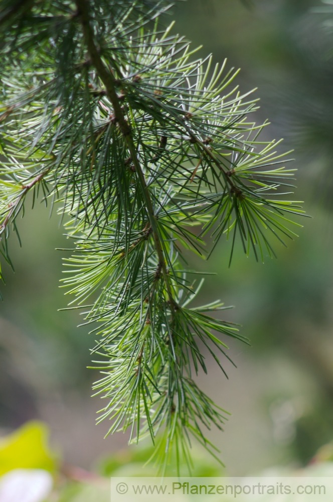 Cedrus deodara Himalaja Zeder Indian Cedar 3.jpg