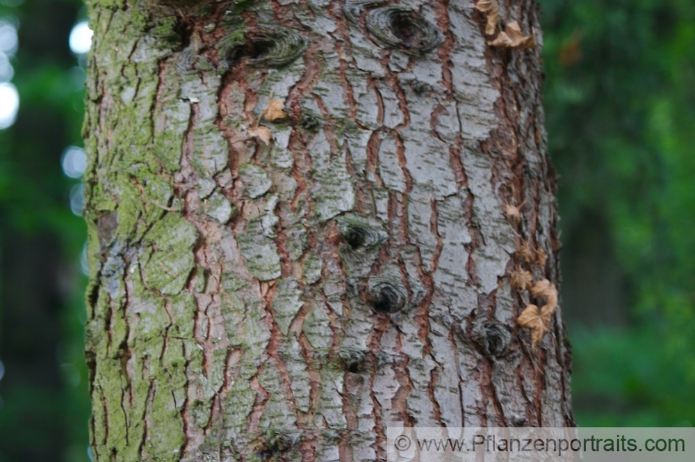 Cedrus deodara Himalaja Zeder Indian Cedar.jpg