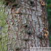 Cedrus deodara Himalaja Zeder Indian Cedar.jpg