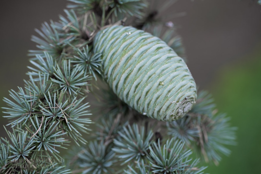 Cedrus libani Libanon-Zeder.jpg