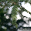 Cedrus libanii Libanon Zeder Lebanon Cedar.jpg