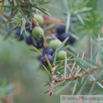 Juniperus communis Gewöhnlicher Wacholder Common Juniper 2.jpg