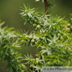 Juniperus communis Gewöhnlicher Wacholder Common Juniper 3.jpg
