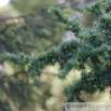 Juniperus communis Gewöhnlicher Wacholder Common Juniper.jpg
