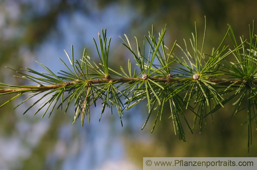 Larix decidua Europaeische Laerche Euorpean Larch 2.jpg