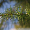 Larix decidua Europaeische Laerche Euorpean Larch 2.jpg