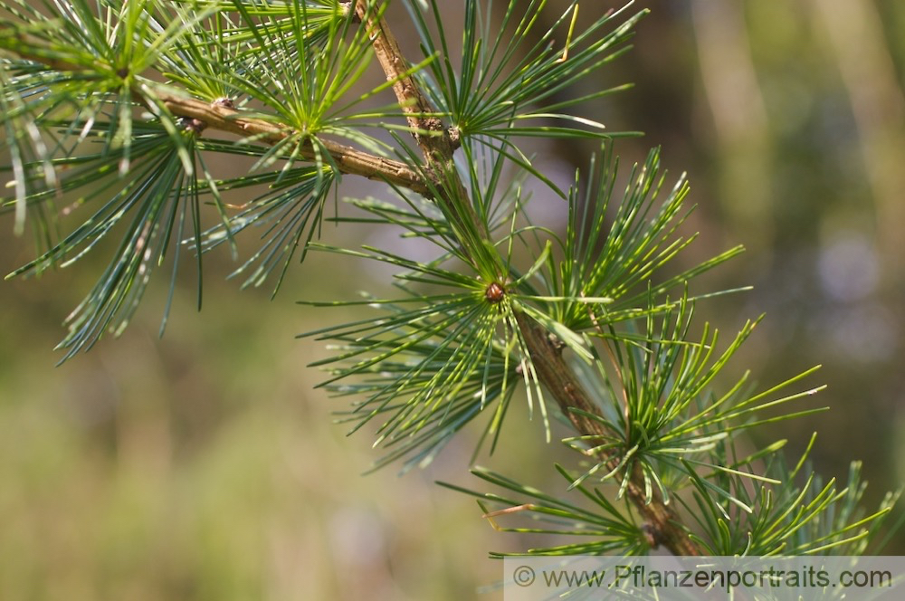 Larix decidua Europaeische Laerche Euorpean Larch. 3.jpg