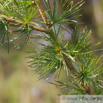 Larix decidua Europaeische Laerche Euorpean Larch. 3.jpg