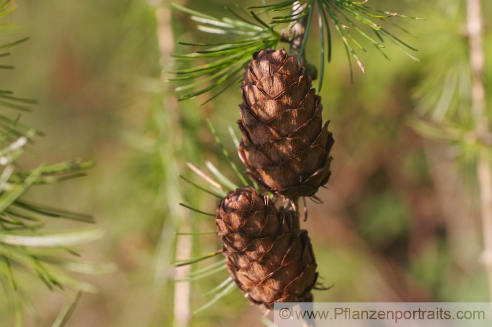 Larix decidua Europaeische Laerche Euorpean Larch.jpg