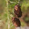 Larix decidua Europaeische Laerche Euorpean Larch.jpg