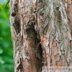 Metaseqouia glyptostroboides Urwelt Mammutbaum Redwood 2.jpg