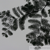 Metaseqouia glyptostroboides Urwelt Mammutbaum Redwood.jpg