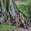 Taxodium distichum  Zweizeilige Sumpfzypresse Bald Cypress Swamp Cypress.jpg