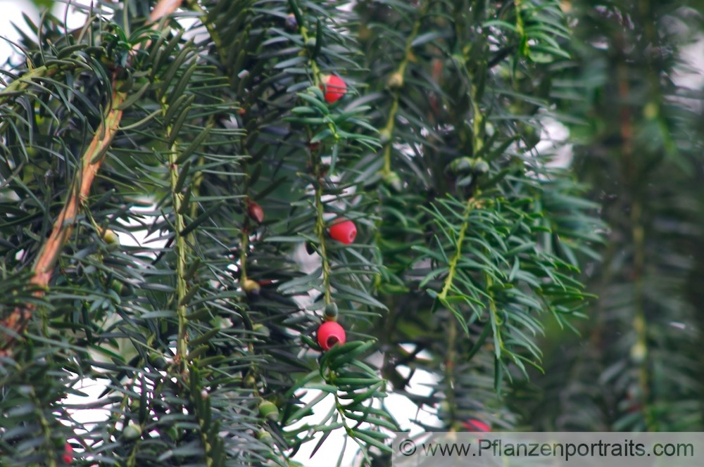 Taxus baccata Europaeische Eibe Common Yew 2.jpg