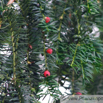 Taxus baccata Europaeische Eibe Common Yew 2.jpg