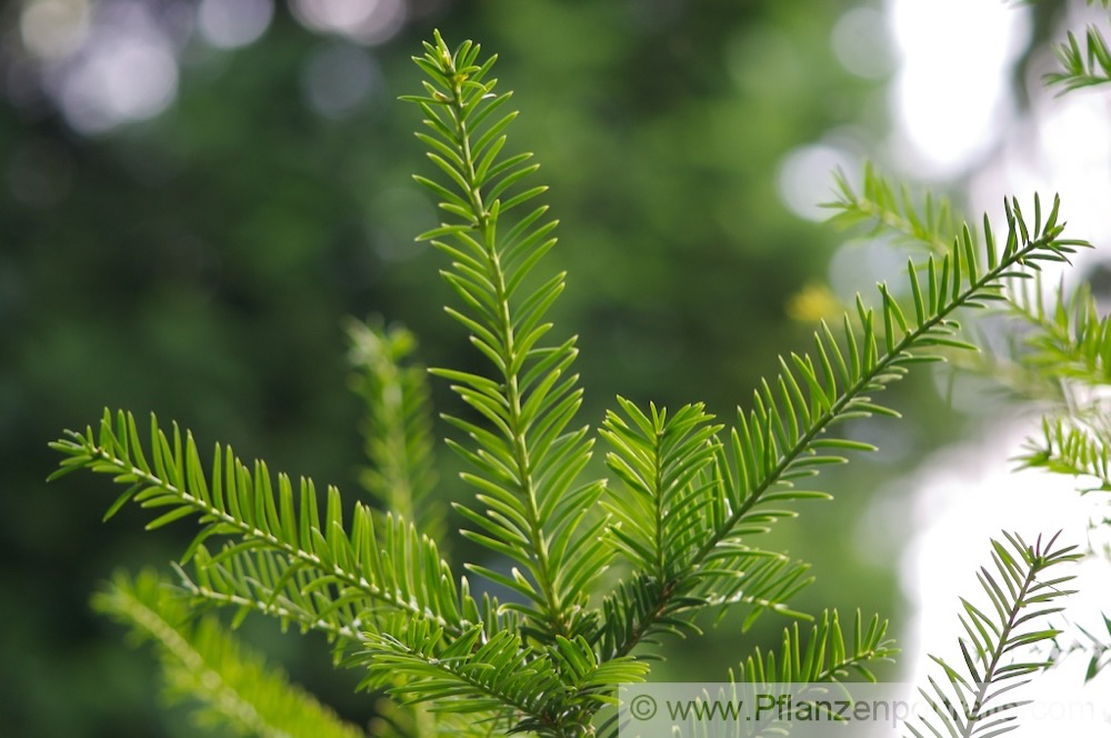 Taxus baccata Europaeische Eibe Common Yew 4.jpg