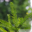 Taxus baccata Europaeische Eibe Common Yew 4.jpg