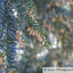 Taxus baccata Europaeische Eibe Common Yew 5.jpg