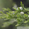 Thuja occidentalis Abendländicher Lebensbaum Arborvitae 2.jpg