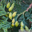 Thuja occidentalis Abendländicher Lebensbaum Arborvitae 3.jpg